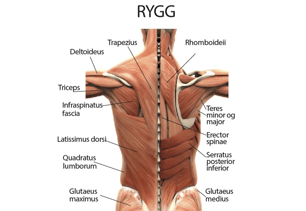 Ryggmuskulatur: trapezius